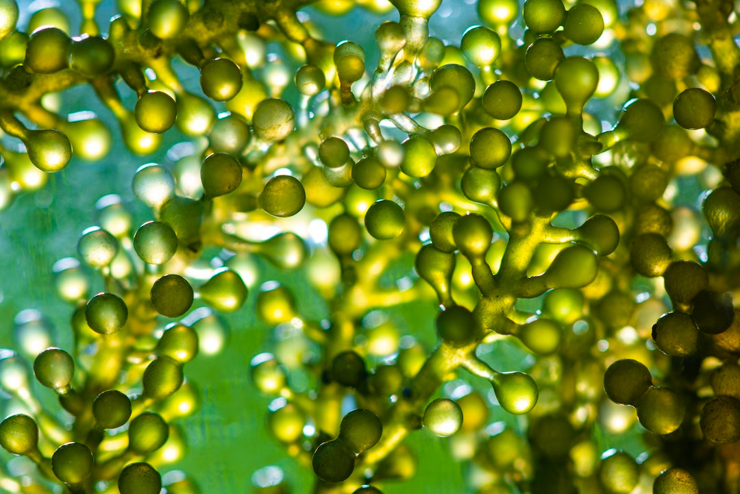 Caviar Vert : le super-ingrédient qui transforme votre peau